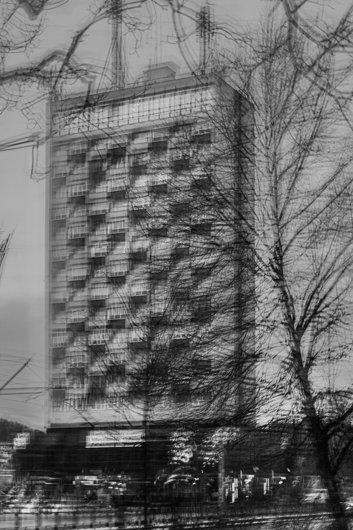 Dolarowiec - wydruk 20x30 cm